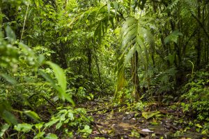 Rainfall, Elevation, and Microclimates: What You Should Know…