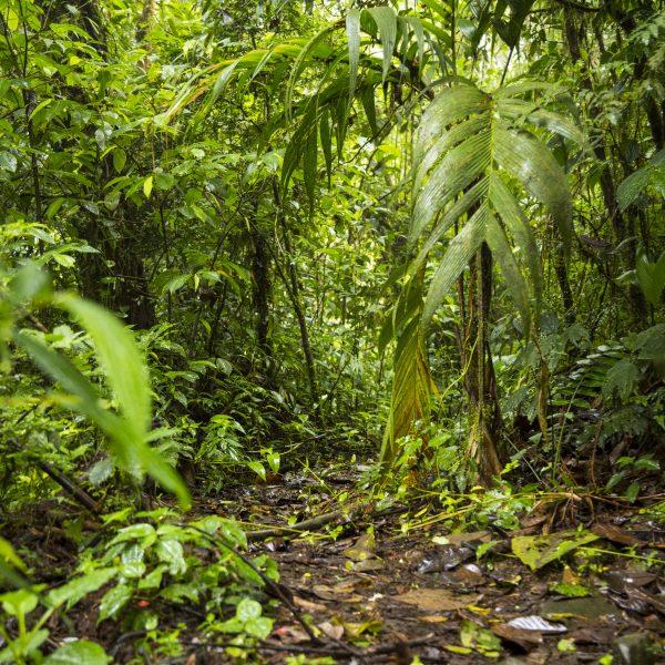 Rainfall, Elevation, and Microclimates: What You Should Know…