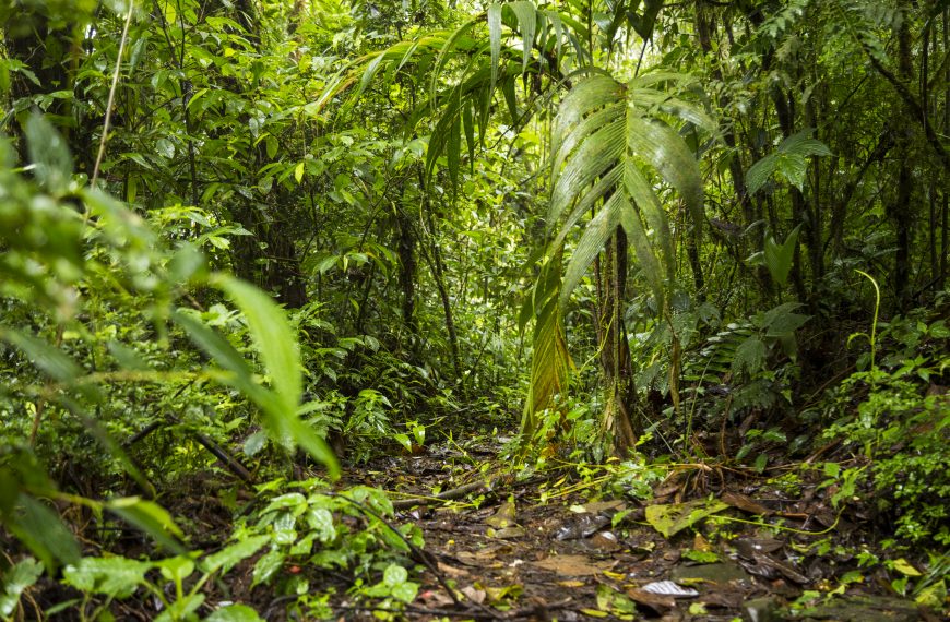 Rainfall, Elevation, and Microclimates: What You Should Know…